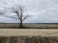 lonely dry tree near a country road on a cloudy spring day Royalty Free Stock Photo