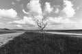 Dry tree near the road Royalty Free Stock Photo