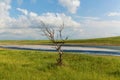 Dry tree near the road Royalty Free Stock Photo