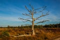 Lonely dry tree with spreading bare branches in autumn against the blue sky in a European forest Royalty Free Stock Photo