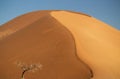 Lonely dry tree stands in the middle of the Namib Desert, next to a sand dune of Sossusvlei Royalty Free Stock Photo