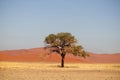 Lonely dry tree stands in the middle of the Desert, next to a sand dune of Sossusvlei Royalty Free Stock Photo