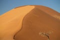 Lonely dry tree stands in the middle of the Desert, next to a sand dune of Sossusvlei Royalty Free Stock Photo