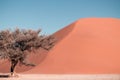 Lonely dry tree stands in the middle of the Namib Desert, next to a sand dune of Sossusvlei Royalty Free Stock Photo