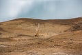 Lonely dry tree surrounded by hills. Aridity, desert.