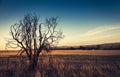 Lonely dry tree. Toning effect Royalty Free Stock Photo