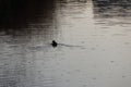 Lonely duck