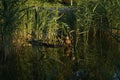 Lonely duck on the log Royalty Free Stock Photo