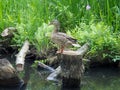 Lonely duck pretending to be a statue