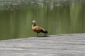 A lonely duck stands on a wooden bridge