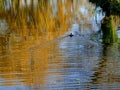 Lonely duck in a stream