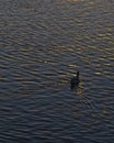 Lonely Duck Swimming at Lake at Sunset Time Royalty Free Stock Photo