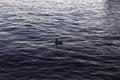 A lonely duck swims along the river.