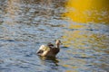 Lonely duck on the water. Englisher Garten, Munich, Germany Royalty Free Stock Photo
