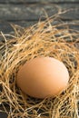 Lonely egg in the nest Royalty Free Stock Photo