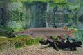 A lonely but elegant alligator gar swimming in clear water Royalty Free Stock Photo