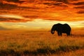 Lonely Elephant against sunset in savannah. Serengeti National Park. Africa. Tanzania