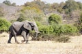 Lonely Elephant Bull Crossing Desert