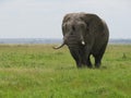 Lonely elephant bull feeding alone Royalty Free Stock Photo