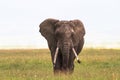 Lonely elephant close-up. Inside the crater of Ngorongoro. Tanzania, Africa Royalty Free Stock Photo