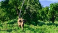 The lonely elephant in the jungle landscape scenic wildlife photograph. Sunbathing in the warm evening