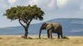 Lonely elephant on tree in surreal landscape. Generative Ai Royalty Free Stock Photo