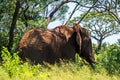 Lonely elephant in the trees. Safari in national parks of South Africa.