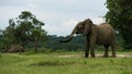 Lonely elephant in uganda