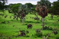 lonely elephant walks in the savannah next to trees, Uganda Safari Royalty Free Stock Photo