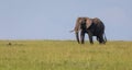 A lonely elephant walks through the savannah