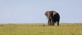 A lonely elephant walks through the savannah