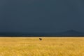 A lonely elephant wandering through the Masai Mara while a thunderstorm begins