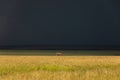 A lonely elephant wandering through the Masai Mara while a thunderstorm begins