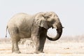 Lonely Elephant at a waterhole with zebras in the background