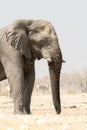 Lonely Elephant at a waterhole with zebras in the background