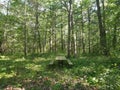 Lonely Empty Picnic Bench in the Middle of a Forest