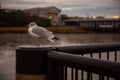 Lonely European herring gull resting on the riverbank