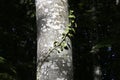 A lonely European ivy vine Hedera helix winds through a brightly lit beech tree