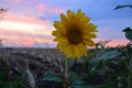 Lonely evening sunflower and magnificent sunset