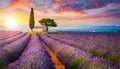 Lonely Farmhouse and Cypress in a Field of Blooming Purple Lavender - Generative Ai Royalty Free Stock Photo