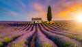 Lonely Farmhouse and Cypress in a Field of Blooming Purple Lavender - Generative Ai Royalty Free Stock Photo