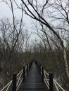 lonely Feeling solitary pale walkway forest mangrove forest. Royalty Free Stock Photo