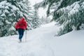 Lonely female trekker dressed red jacket with trekking poles walking by snowy slope with fir-trees covered snow in Low Tatra