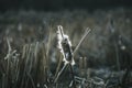 Lonely field grass in the lake in Canada