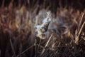 Lonely field grass in the lake in Canada