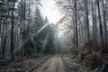Lonely field path in the forest with hoarfrost on the trees on a cold winter day Royalty Free Stock Photo