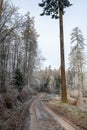 Lonely field path in the forest with hoarfrost on the trees on a cold winter day Royalty Free Stock Photo
