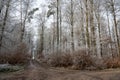 Lonely field path in the forest with hoarfrost on the trees on a cold winter day Royalty Free Stock Photo