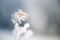 Lonely field plant is snow-covered, beauty of winter season