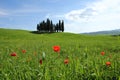 A lonely field poppy standing on a Tuscan field